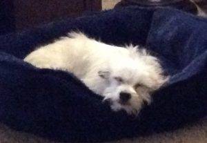 Max - west highland white terrier mix for adoption seattle wa