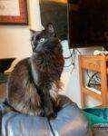 Fluffy Toffee Colored Cat for adoption in San Antonio texas