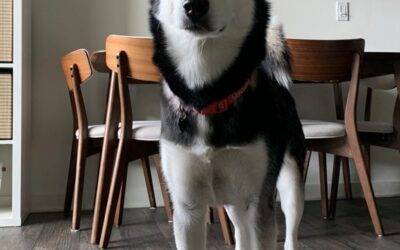 Siberian husky for adoption in san diego – supplies included – adopt sushi
