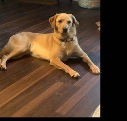 Golden Retriever For Adoption In Indian Trail NC – Supplies Included – Adopt Glorious Nellie
