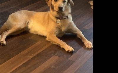 Golden Retriever for Adoption in Indian Trail NC – Supplies Included – Adopt Glorious Nellie