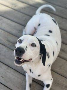 Dalmatian for adoption in fort mcmurray ab – all supplies included – adopt snoopy
