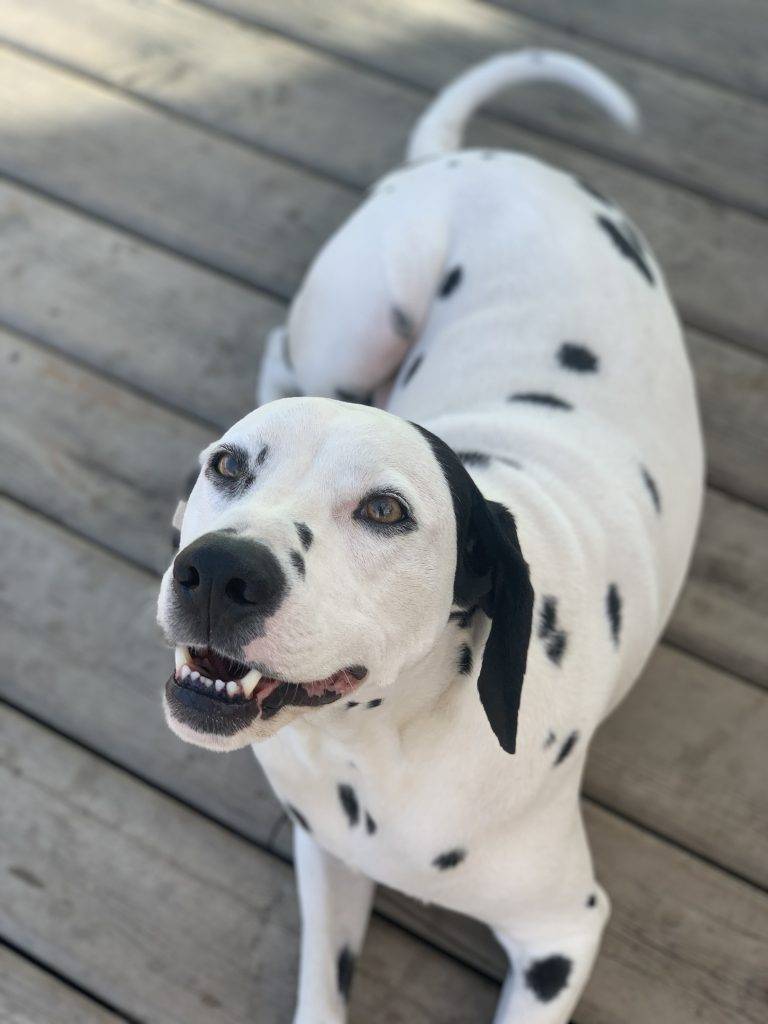 Dalmatian For Adoption In Fort Mcmurray Ab All Supplies Included Adopt Snoopy