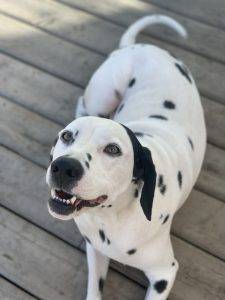 Dalmatian Dog For Adoption In Fort McMurray Alberta Canada