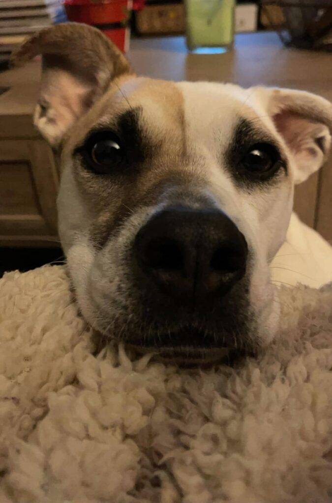 Amazing jack russell terrier pitbull mix dog for adoption in cary, north carolina – supplies included – adopt theodore