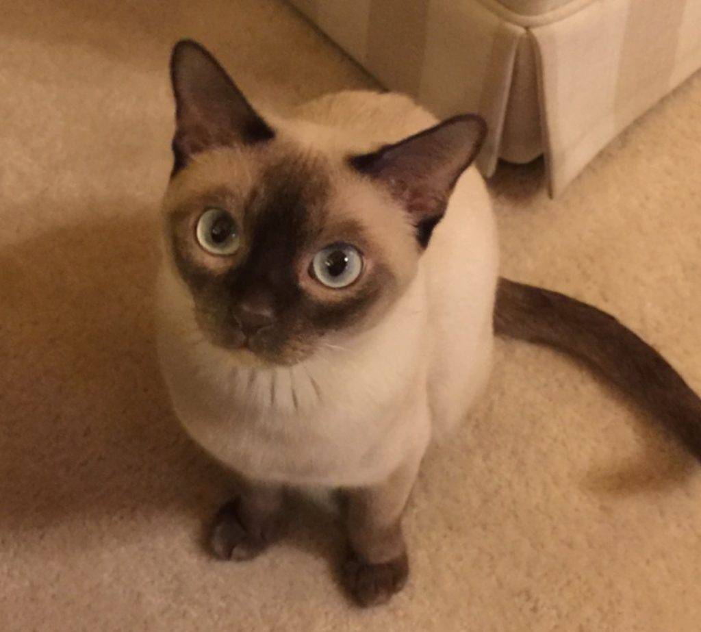 Purebred tonkinese cat for adoption in spokane wa - adopt lindy
