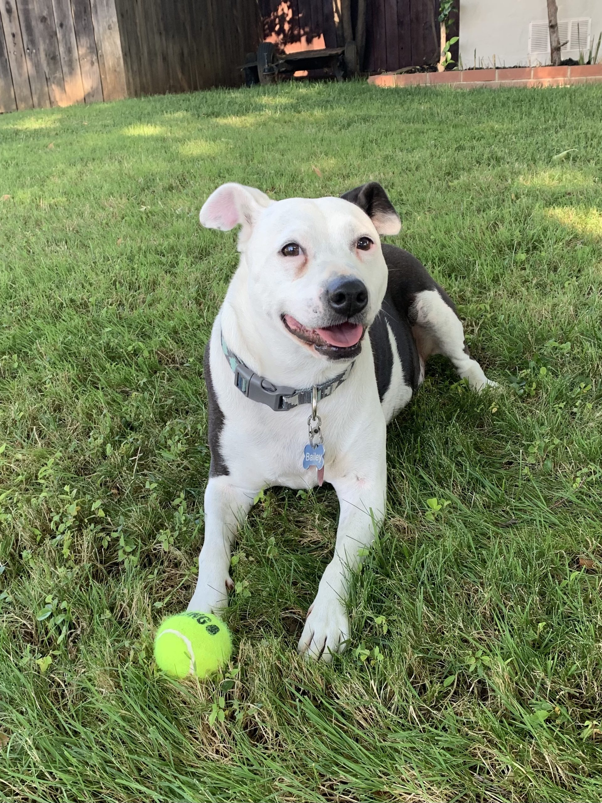 Handsome Shar Pei American Pit Bull Terrier Mix for Adoption in Rancho Cordova (Sacramento) CA – Adopt Bailey