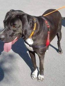 Maximus - Boxer Blue Tick Coonhound Mix For Adoption Syracuse NY