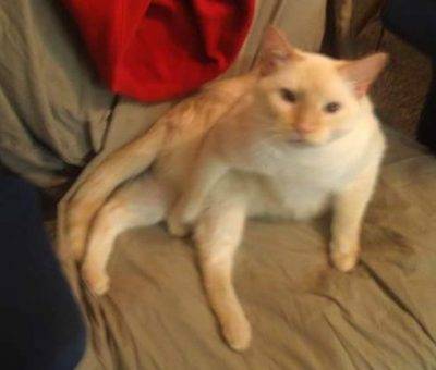 Flame Point Siamese Cat For Rehoming in Seattle – Adopt Rusty Today!