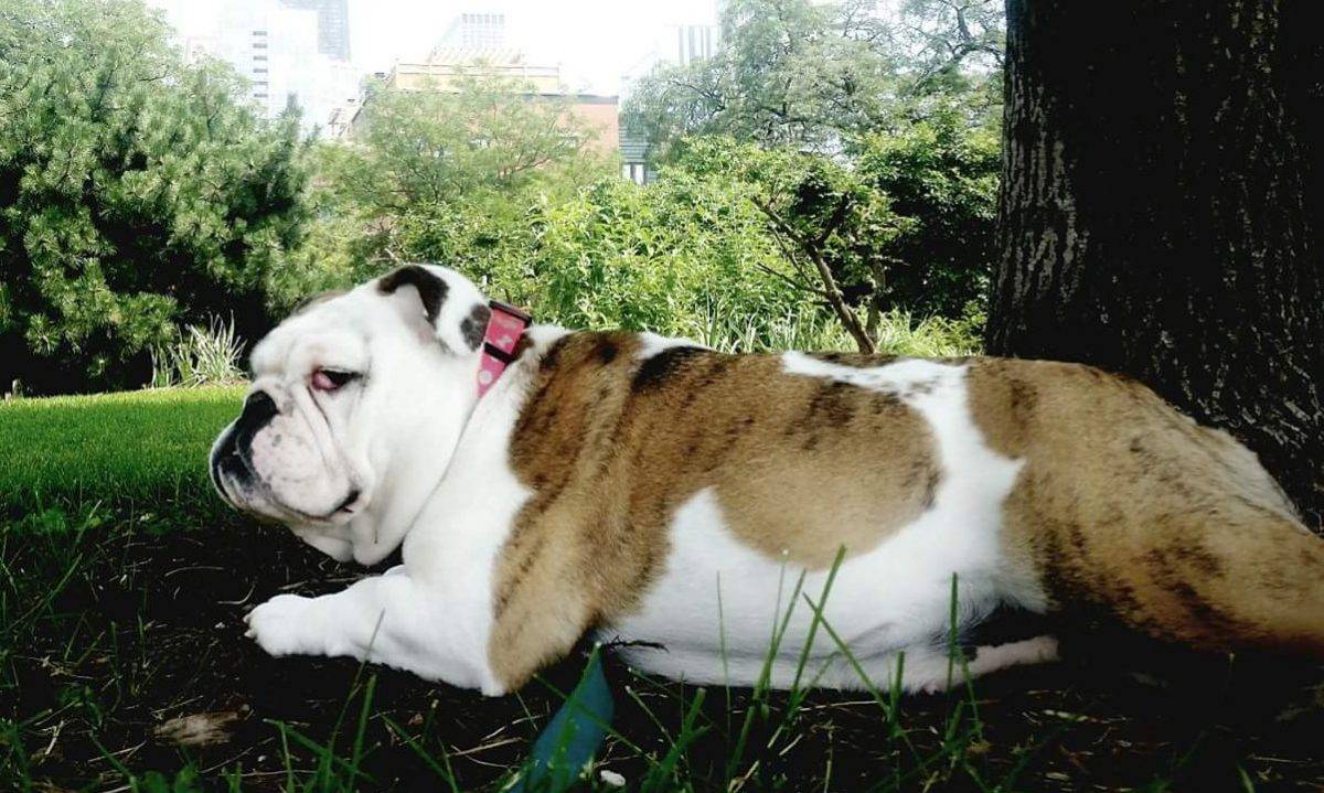 Rosie - english bulldog for adoption in chicago