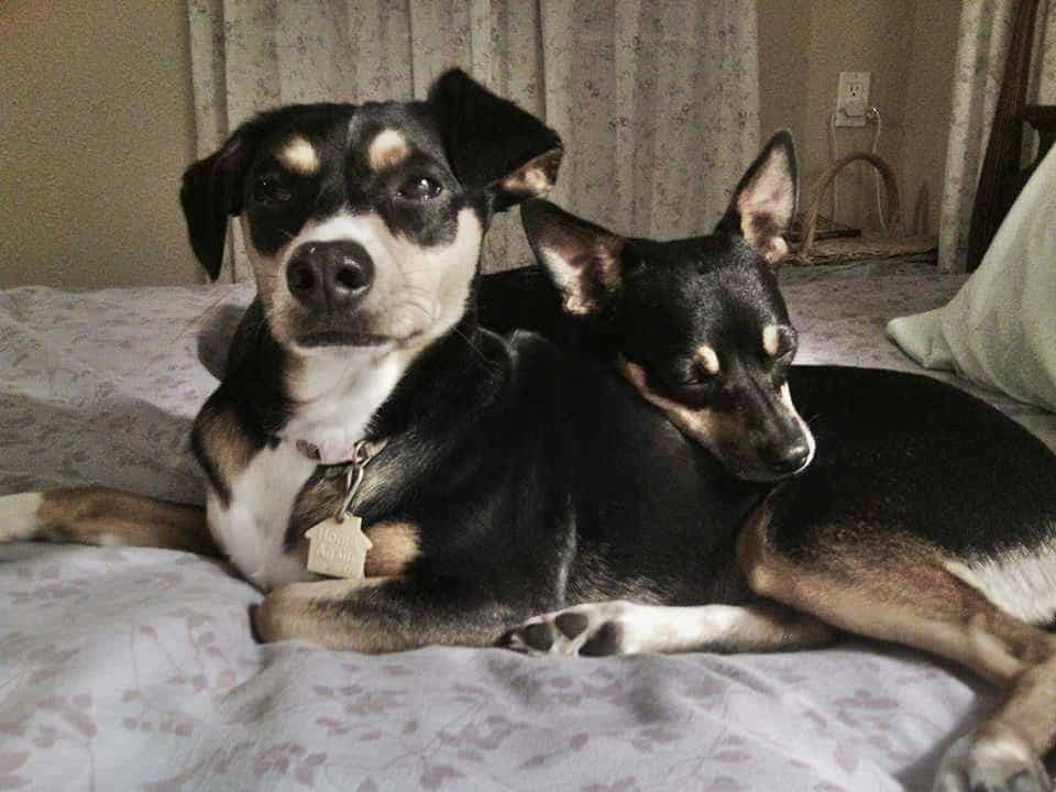 Orlando fl - bonded pair of minpin mix dogs for private adoption - meet pepper and lucy