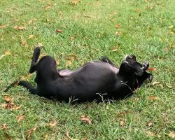 dog for adoption in charlotte Photo dog for adoption in charlotte