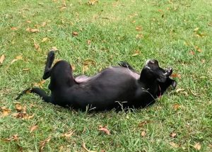 dog for adoption in charlotte