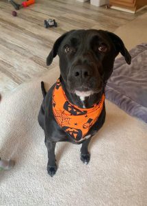 dog for adoption in charlotte