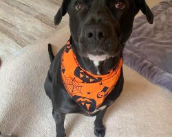 dog for adoption in charlotte Photo dog for adoption in charlotte