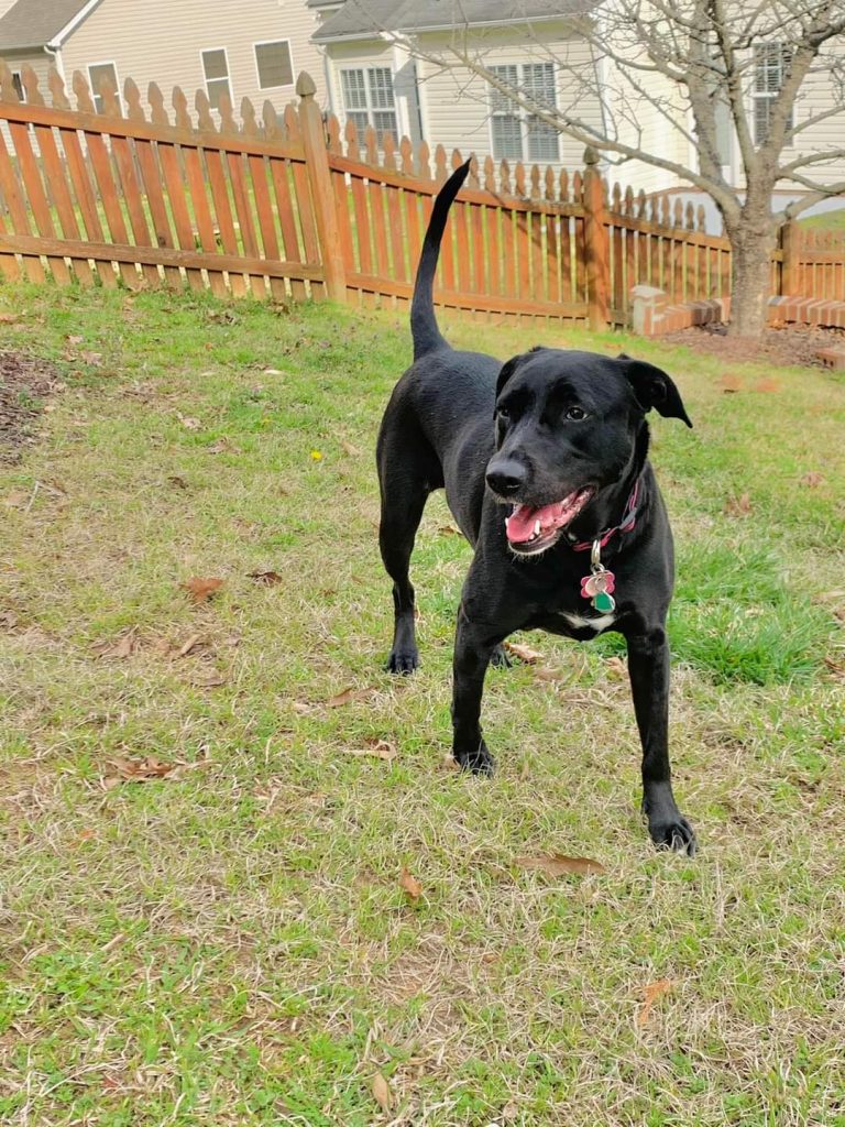 Kali, a black lab amstaff (american staffordshire terrier) mix dog for adoption near charlotte nc