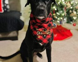 dog for adoption in charlotte Photo dog for adoption in charlotte