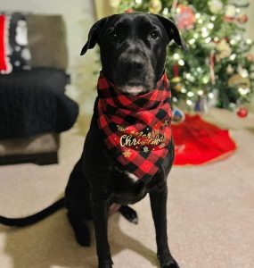dog for adoption in charlotte