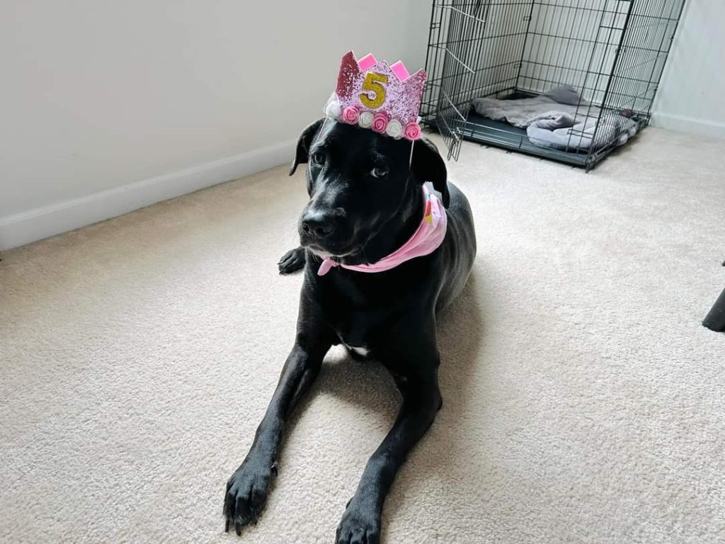 Photo Awesome Black Labrador Retriever American Staffordshire Terrier (Amstaff) Mix Dog For Adoption in Charlotte (Waxhaw) NC – Meet Kali