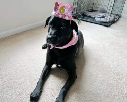 dog for adoption in charlotte Photo dog for adoption in charlotte