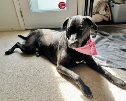 dog for adoption in charlotte Photo dog for adoption in charlotte