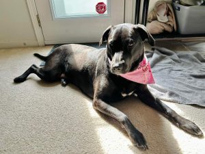 dog for adoption in charlotte