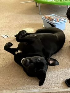 dog for adoption in charlotte