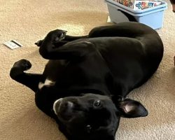 dog for adoption in charlotte Photo dog for adoption in charlotte