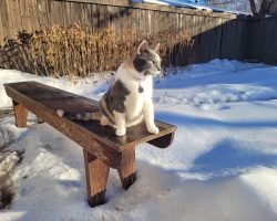 Cat for adoption in edmonton