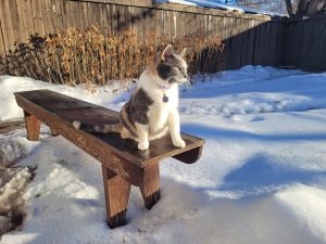 cat for adoption in edmonton