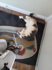 cat for adoption in edmonton