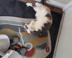 Cat for adoption in edmonton