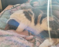 Cat for adoption in edmonton
