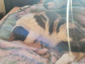 cat for adoption in edmonton