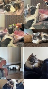 cat for adoption in edmonton