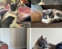 Cat for adoption in edmonton