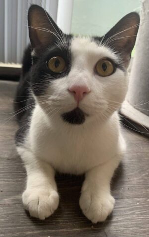 Cute Bicolor Black And White Cow Cat For Adoption In Oakland CA