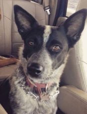 Blue Heeler Mix For Adoption Lodi Ca
