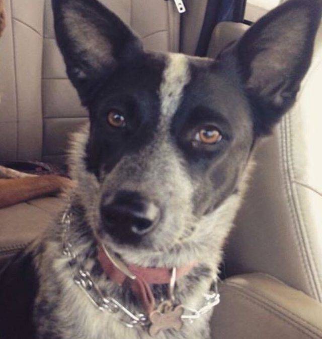Queensland Heeler Mix For Private Adoption Lodi CA – Meet Cooper