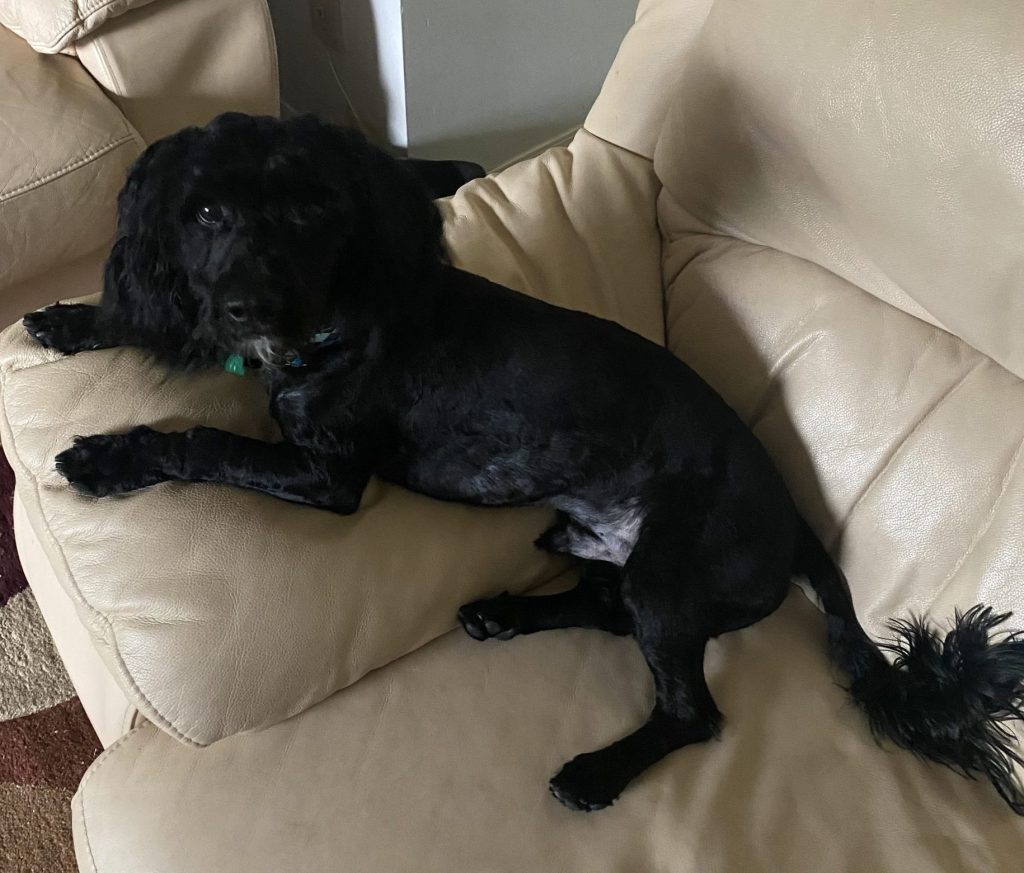 Black yorkipoo dog in calgary ab