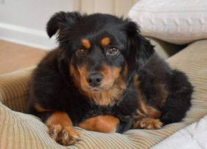 Shih-poo mix dog for adoption in atlanta ga – adopt dolly
