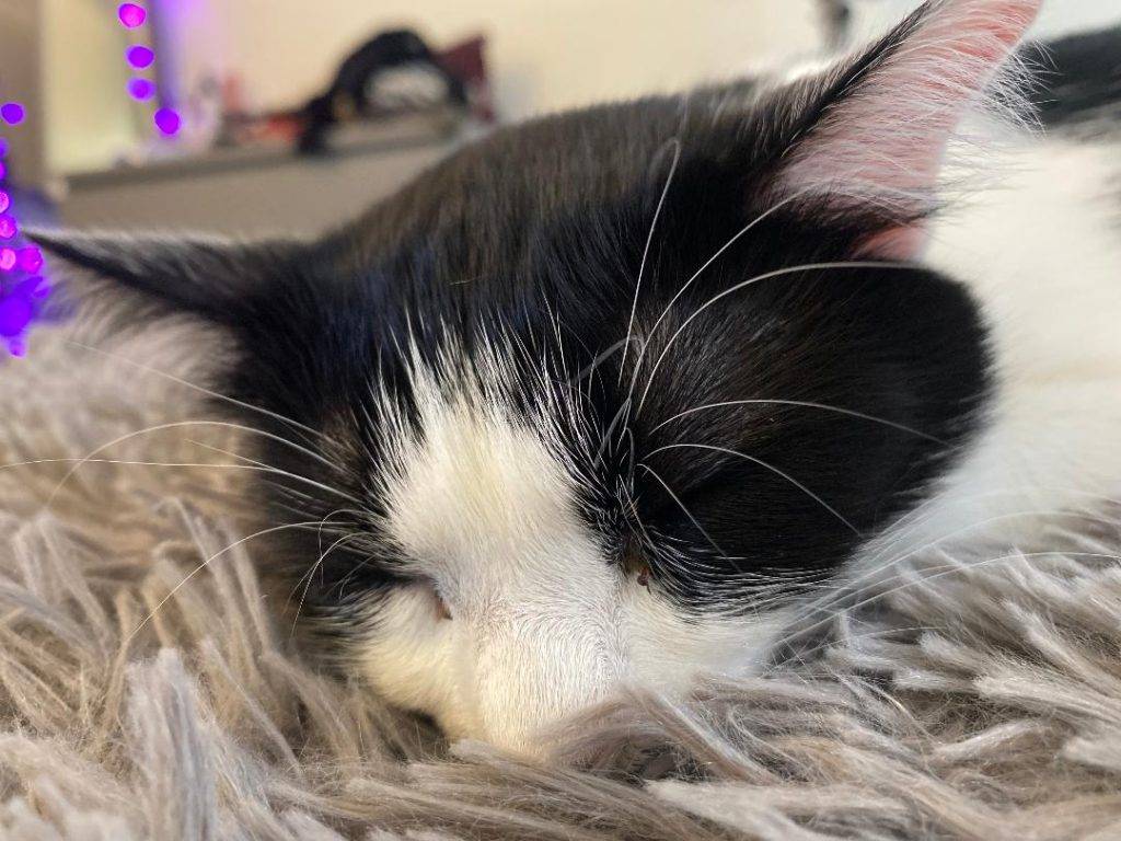 Sweet bicolor cat for adoption in west chester oh – supplies included – adopt subie