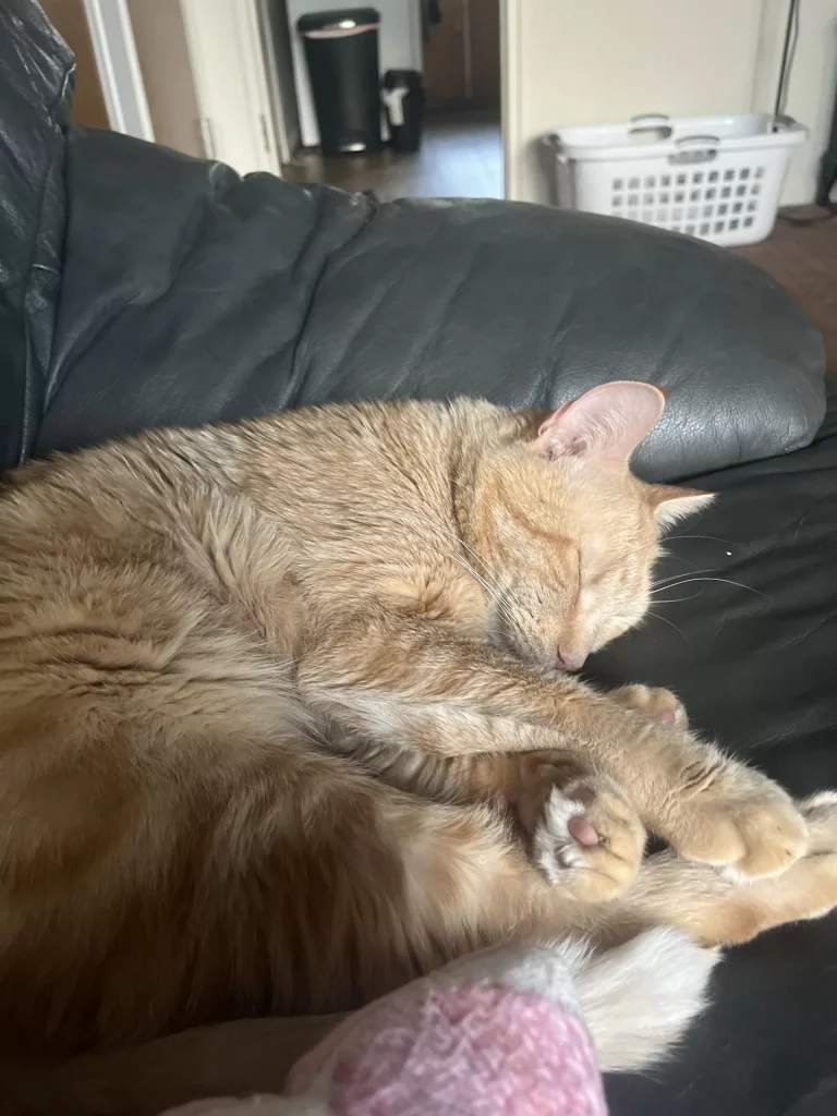 Sweet cuddly orange tabby cat for adoption dearborn michigan – meet fettuccine