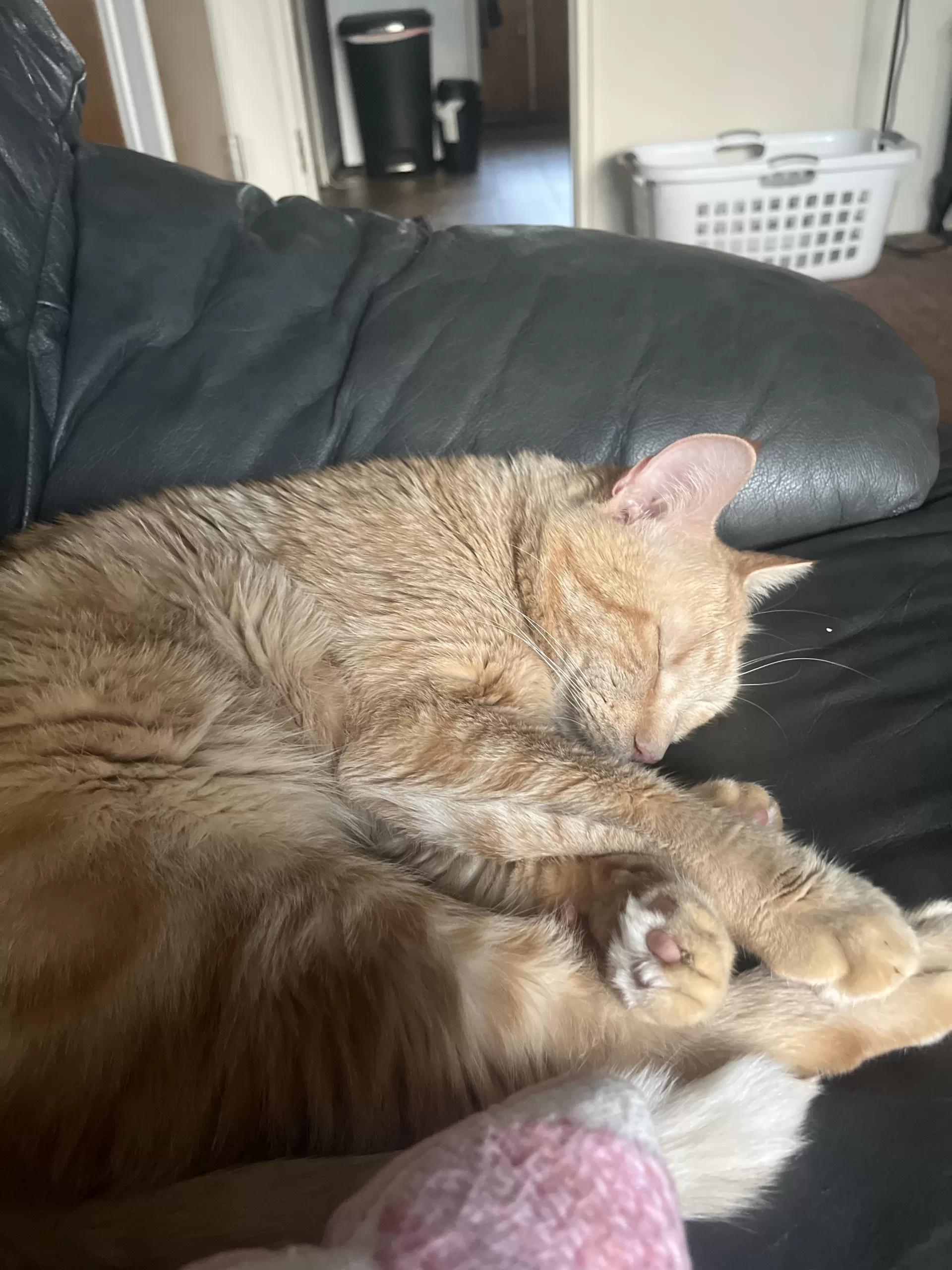 Sweet Cuddly Orange Tabby Cat For Adoption Dearborn Michigan – Meet Fettuccine