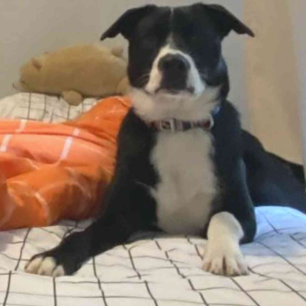 Australian shepherd pitbull mix puppy for adoption by owner in brooklyn ny – supplies included – adopt fish toast