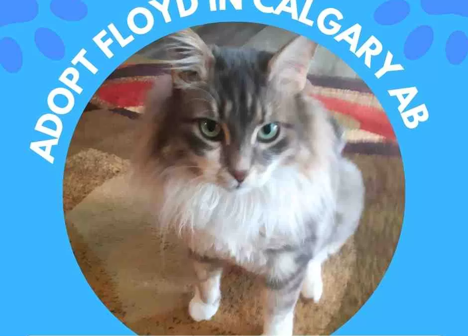 Maine coon mix cat for adoption in calgary – meet floyd
