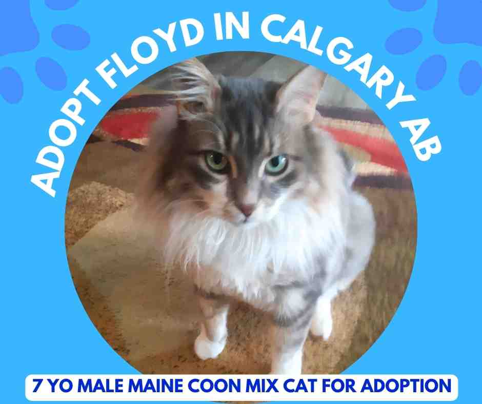 MALE MAINE COON CAT ADOPTION IN CALGARY