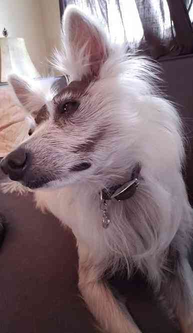 Falcor - american eskimo dog x american hairless terrier dog for private adoption in fort worth tx