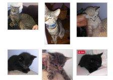 Family Of Black And Tabby Cats Kittens For Private Adoption Andover KS