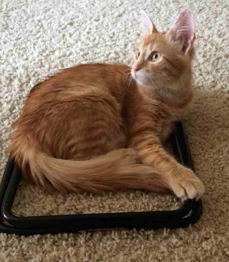 Fang- an adorable orange tabby to adopt in austin tx